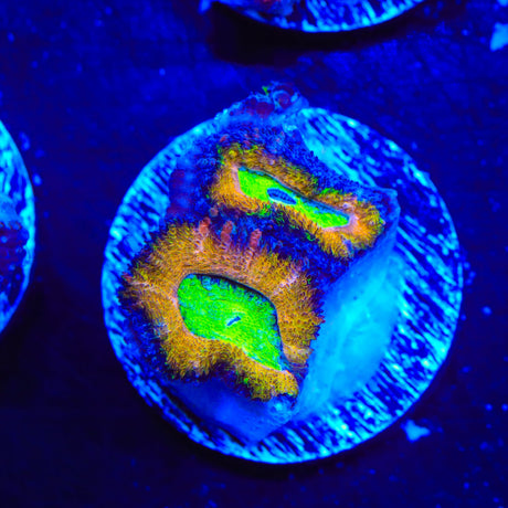 Rainbow Acan Coral