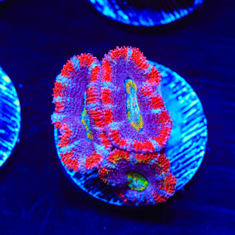 Rainbow Acan Coral