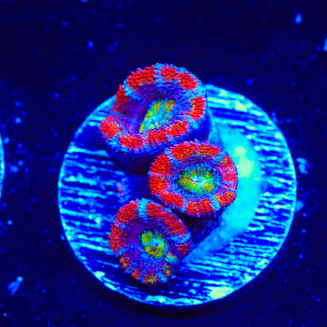 Rainbow Acan Coral