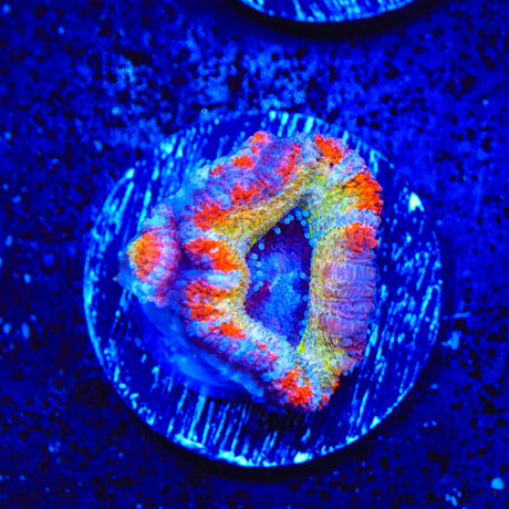 Rainbow Acan Coral