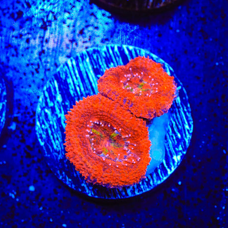 Rainbow Acan Coral