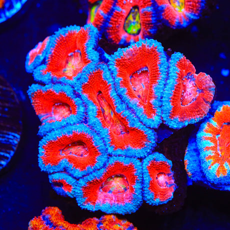 Rainbow Acan Coral