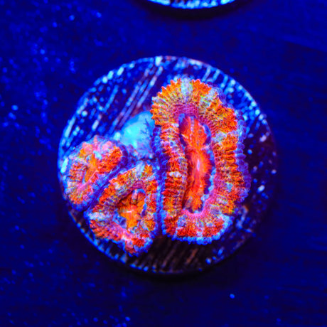 Rainbow Acan Coral