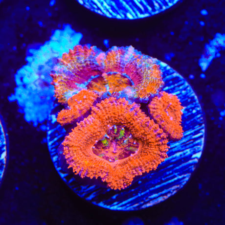 Rainbow Acan Coral