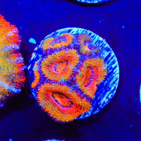 Rainbow Acan Coral