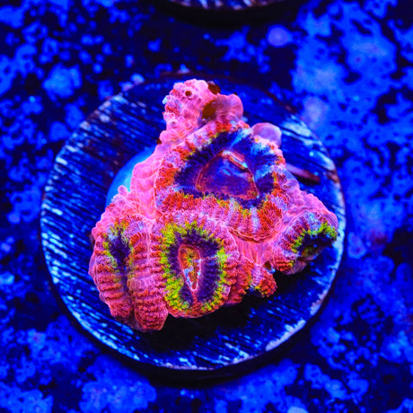 Rainbow Acan Coral