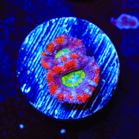 Rainbow Acan Coral