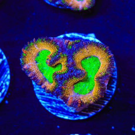 Rainbow Acan Coral