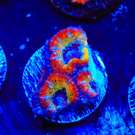 Rainbow Acan Coral