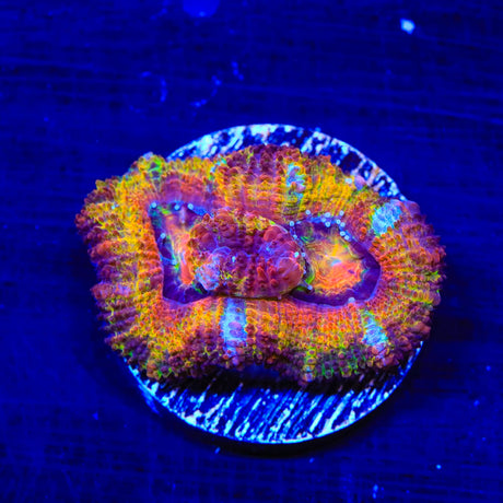 Ultra Rainbow Acan Coral