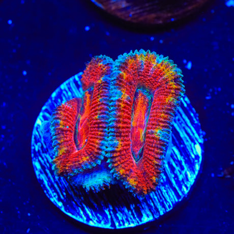 Rainbow Acan Coral