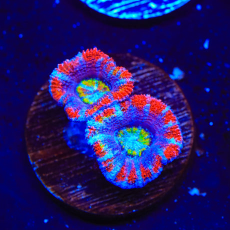 Rainbow Acan Coral