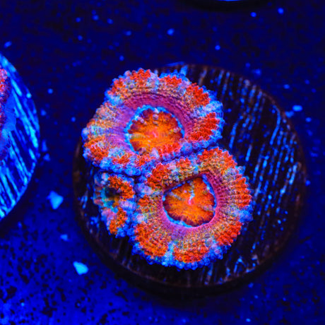 Rainbow Acan Coral