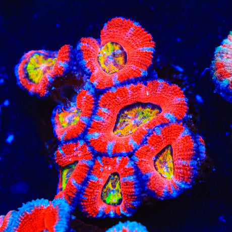 Rainbow Acan Coral