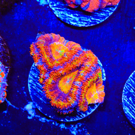 Rainbow Acan Coral