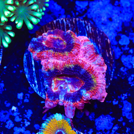 Rainbow Acan Coral