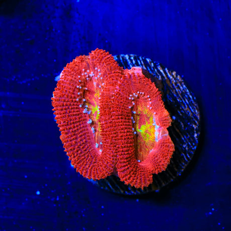 Cherry Rainbow Acan Coral