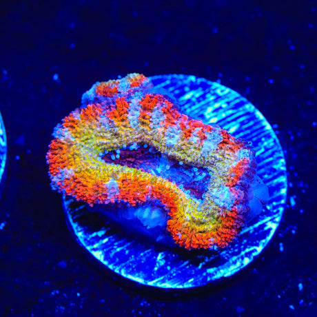 Rainbow Acan Coral