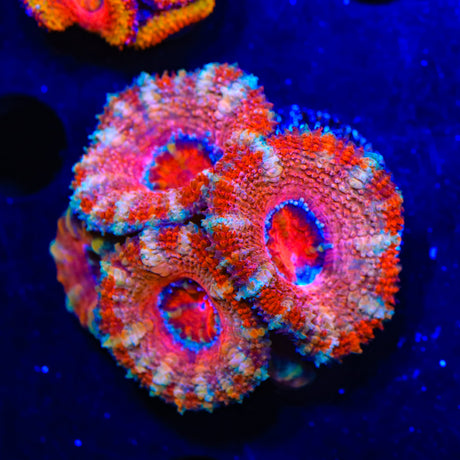 Ultra Acan Coral