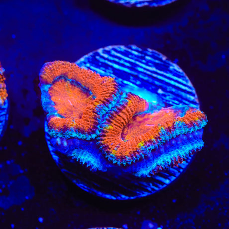 Rainbow Acan Coral