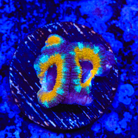 Gold Rim Acan Coral