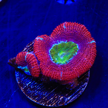 Yellow Eye Rainbow Acan Coral