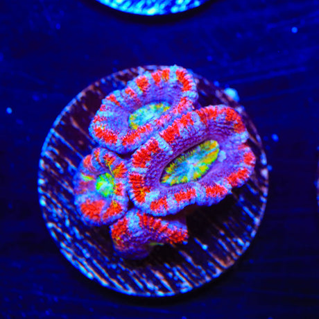 Rainbow Acan Coral