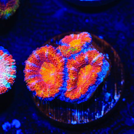 Rainbow Acan Coral