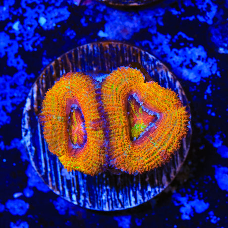 Ultra Orange Rainbow Acan Coral