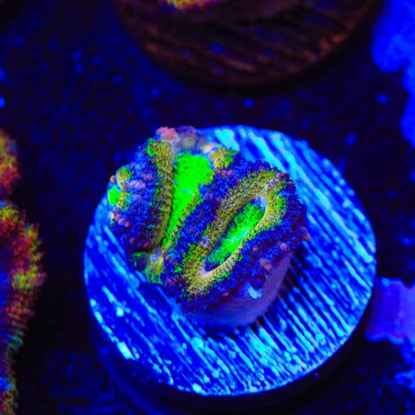 Rainbow Acan Coral