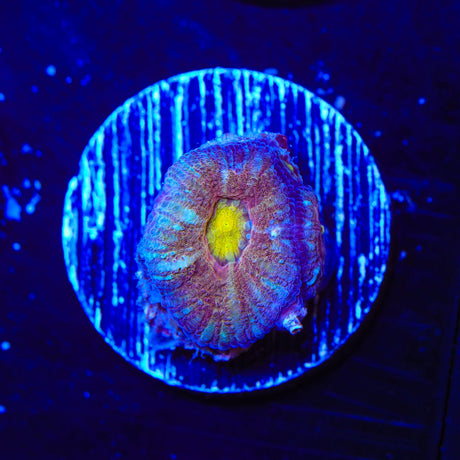 Rainbow Acan Coral