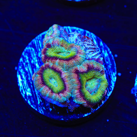 Rainbow Acan Coral