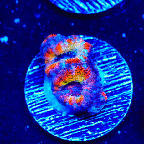 Rainbow Acan Coral