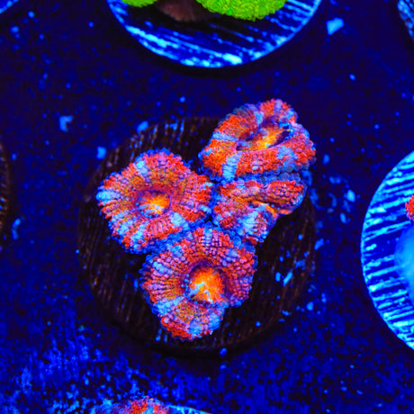 Rainbow Acan Coral