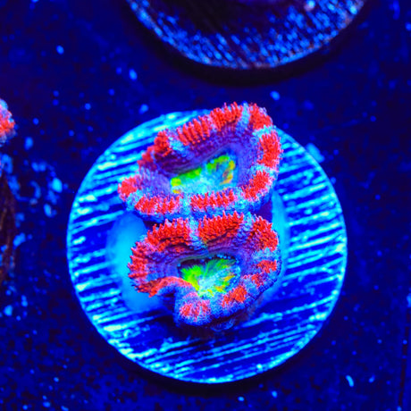 Rainbow Acan Coral