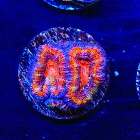 Rainbow Acan Coral