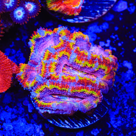 Rainbow Acan Coral