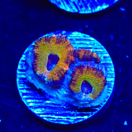 Rainbow Acan Coral