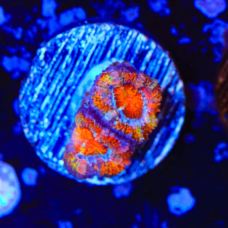 Rainbow Acan Coral