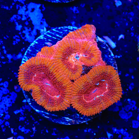 Rainbow Acan Coral