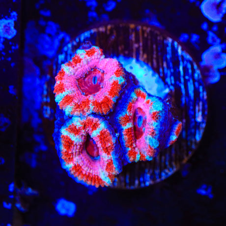 Rainbow Acan Coral