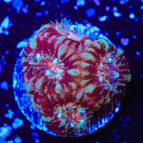 Deep Water Acan Coral