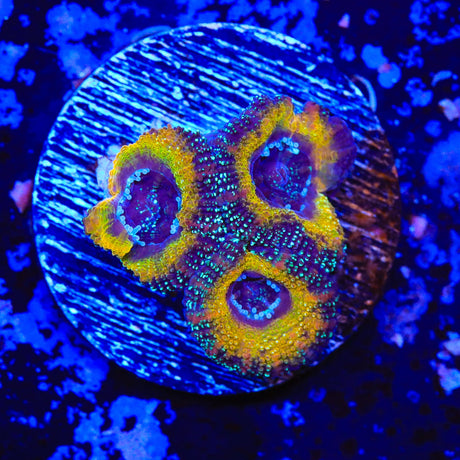 Rainbow Acan Coral