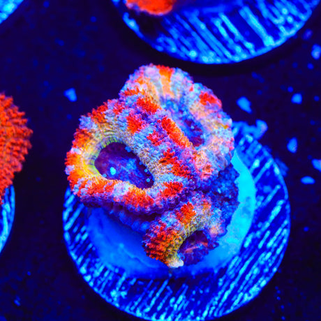 Rainbow Acan Coral