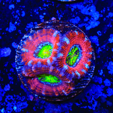 Rainbow Acan Coral