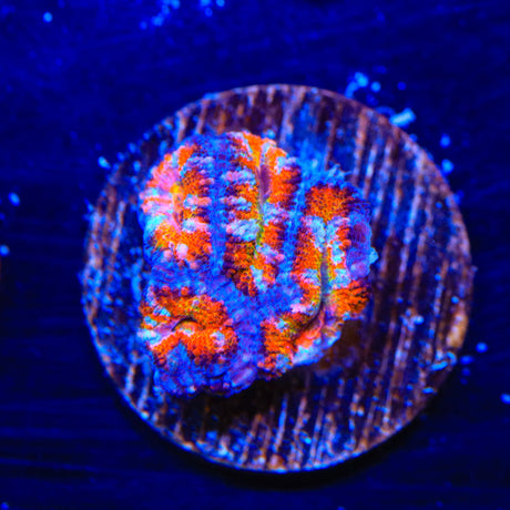 Rainbow Acan Coral