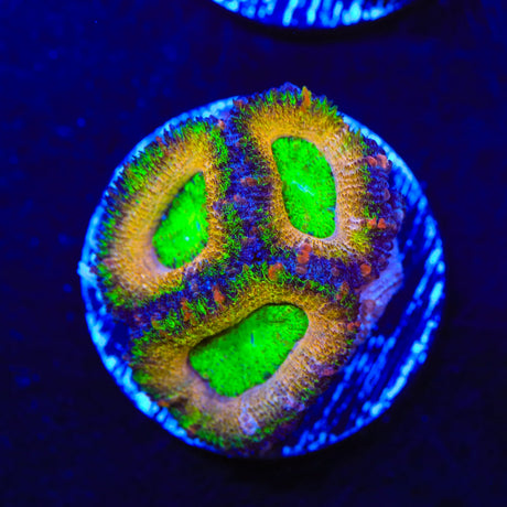 Rainbow Acan Coral