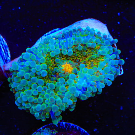 Rainbow Yuma Coral