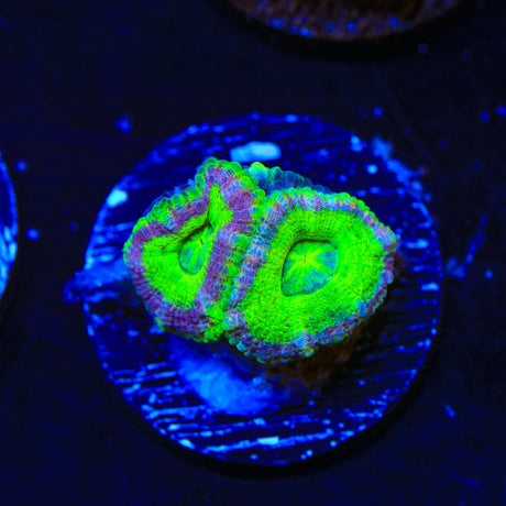 Rainbow Acan Coral