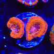 Rainbow Acan Coral